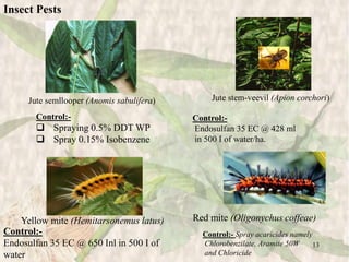 Jute Insects Presentation on jute. Nobab | PPSX