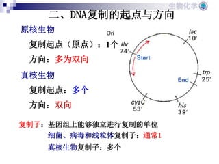 26DNA的生物合成.ppt