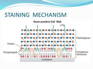 STAINING MECHANISM
 