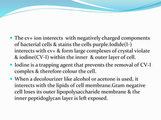  The cv+ ion interects with negatively charged components
of bacterial cells & stains the cells purple.Iodide(I-)
interects with cv+ & form large complexes of crystal violate
& iodine(CV-I) within the inner & outer layer of cell.
 Iodine is a trapping agent that prevents the removal of CV-I
complex & therefore colour the cell.
 When a decolourizer like alcohol or acetone is used, it
interects with the lipids of cell membrane.Gram negative
cell loses its outer lipopolysaccharide membrane & the
inner peptidoglycan layer is left exposed.
 