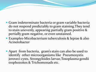  Gram indeterminate bacteria or gram variable bacteria
do not respond predictably to gram staining.They tend
to stain unevenly, appearing partially gram positive &
pertially gram negative, or even unstained.
 Examples-Micobacterium tuberculosis & leprae & also
Acinetobacter
 Apart from bacteria, gram’s stain can also be used to
identify other microorganisms like Pneumosystis
jeroveci cysts, Strongyloides larvae,Toxoplasma gondii
trophozoites & Trichomonads etc.
 