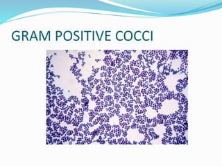 GRAM POSITIVE COCCI
 