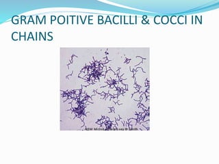 GRAM POITIVE BACILLI & COCCI IN
CHAINS
 