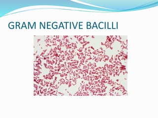 GRAM NEGATIVE BACILLI
 