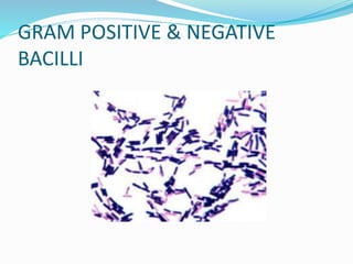 GRAM POSITIVE & NEGATIVE
BACILLI
 