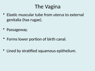 Female Reproductive Anatomy bsc nursing.pptx