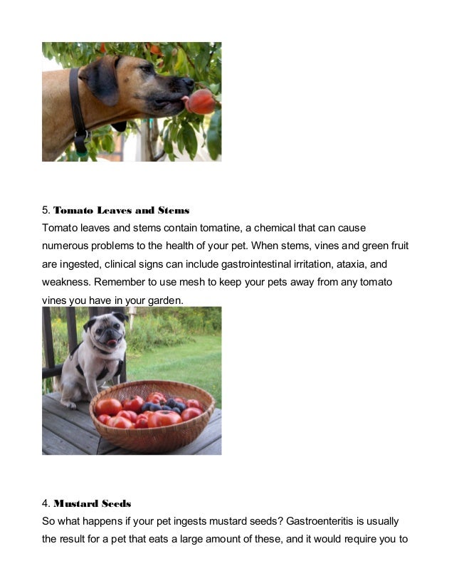 Can Moldy Food Kill A Dog Can Moldy Food Kill A Dog
