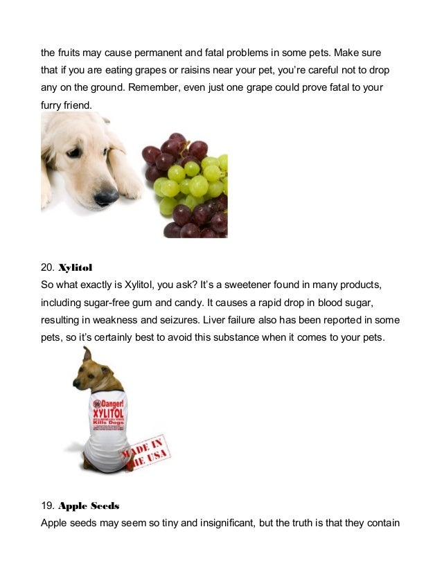 26 foods that could kill your pets!