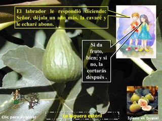 Clic para avanzar Iglesia en Daimiel La higuera estéril El labrador le respondió diciendo: Señor, déjala un año más, la cavaré y le echaré abono.  Si da fruto, bien; y si no, la cortarás después  . 