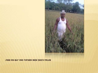 /kku dh Qly dks ygygrk ns[k [kq’k fdlku
 