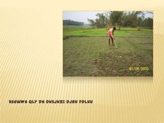 xsgwWa Qly dh dksjkbZ djrk fdlku
 