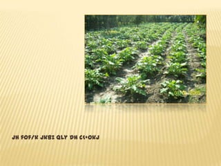 Jh fof/k jkbZ Qly dh c<+okj
 