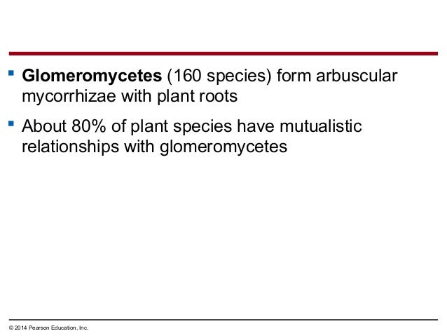 Biology In Focus Chapter 26