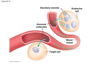 Figure 26.1A
Secretory vesicles Endocrine
cell
Hormone
molecules
Blood
vessel
Target cell
 