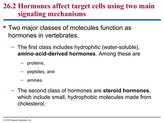 26.2 Hormones affect target cells using two main
signaling mechanisms
 Two major classes of molecules function as
hormones in vertebrates.
– The first class includes hydrophilic (water-soluble),
amino-acid-derived hormones. Among these are
– proteins,
– peptides, and
– amines.
– The second class of hormones are steroid hormones,
which include small, hydrophobic molecules made from
cholesterol.
© 2012 Pearson Education, Inc.
 