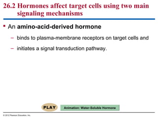 26.2 Hormones affect target cells using two main
signaling mechanisms
 An amino-acid-derived hormone
– binds to plasma-membrane receptors on target cells and
– initiates a signal transduction pathway.
© 2012 Pearson Education, Inc.
Animation: Water-Soluble Hormone
 