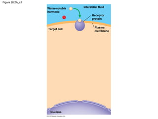 Figure 26.2A_s1
Water-soluble
hormone
Target cell
Receptor
protein
Plasma
membrane
Nucleus
1
Interstitial fluid
 