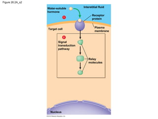 Figure 26.2A_s2
Target cell
Receptor
protein
Plasma
membrane
Nucleus
1
Interstitial fluid
2
Signal
transduction
pathway
Relay
molecules
Water-soluble
hormone
 