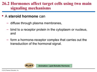 26.2 Hormones affect target cells using two main
signaling mechanisms
 A steroid hormone can
– diffuse through plasma membranes,
– bind to a receptor protein in the cytoplasm or nucleus,
and
– form a hormone-receptor complex that carries out the
transduction of the hormonal signal.
© 2012 Pearson Education, Inc.
Animation: Lipid-Soluble Hormone
 