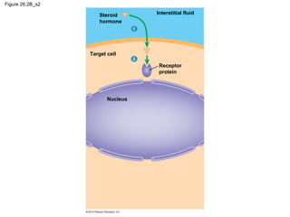 Figure 26.2B_s2
Steroid
hormone
Target cell
Nucleus
1
Interstitial fluid
2
Receptor
protein
 