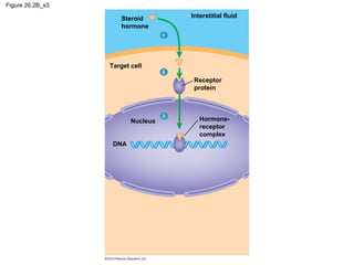 Figure 26.2B_s3
Steroid
hormone
Target cell
Nucleus
1
Interstitial fluid
2
Receptor
protein
3
Hormone-
receptor
complex
DNA
 