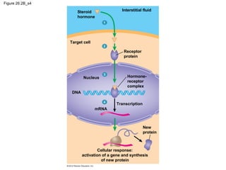 Figure 26.2B_s4
Steroid
hormone
Target cell
Nucleus
1
Interstitial fluid
2
Receptor
protein
3
Hormone-
receptor
complex
DNA
4
Transcription
mRNA
New
protein
Cellular response:
activation of a gene and synthesis
of new protein
 