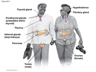 Figure 26.3
Thyroid gland
Parathyroid glands
(embedded within
thyroid)
Thymus
Adrenal glands
(atop kidneys)
Pancreas
Testes
(male)
Ovaries
(female)
Hypothalamus
Pituitary gland
 