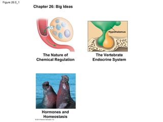 Figure 26.0_1
Chapter 26: Big Ideas
The Vertebrate
Endocrine System
Hormones and
Homeostasis
Hypothalamus
The Nature of
Chemical Regulation
 