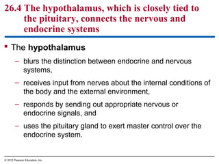 26.4 The hypothalamus, which is closely tied to
the pituitary, connects the nervous and
endocrine systems
 The hypothalamus
– blurs the distinction between endocrine and nervous
systems,
– receives input from nerves about the internal conditions of
the body and the external environment,
– responds by sending out appropriate nervous or
endocrine signals, and
– uses the pituitary gland to exert master control over the
endocrine system.
© 2012 Pearson Education, Inc.
 