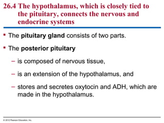 26.4 The hypothalamus, which is closely tied to
the pituitary, connects the nervous and
endocrine systems
 The pituitary gland consists of two parts.
 The posterior pituitary
– is composed of nervous tissue,
– is an extension of the hypothalamus, and
– stores and secretes oxytocin and ADH, which are
made in the hypothalamus.
© 2012 Pearson Education, Inc.
 