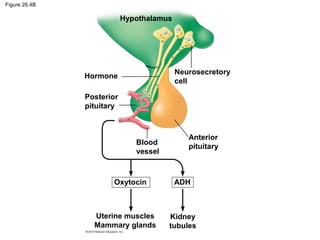 Figure 26.4B
Hypothalamus
Neurosecretory
cell
Anterior
pituitary
Hormone
Posterior
pituitary
Blood
vessel
Uterine muscles
Mammary glands
Kidney
tubules
ADHOxytocin
 