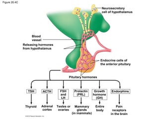 Figure 26.4C
Neurosecretory
cell of hypothalamus
Endocrine cells of
the anterior pituitary
Pituitary hormones
Blood
vessel
Releasing hormones
from hypothalamus
Thyroid
TSH Prolactin
(PRL)
Adrenal
cortex
Testes or
ovaries
FSH
and
LH
Mammary
glands
(in mammals)
Growth
hormone
(GH)
ACTH
Entire
body
Endorphins
Pain
receptors
in the brain
 