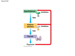 Figure 26.4E
Hypothalamus
Anterior
pituitary
Thyroid
Thyroxine
Inhibition
Inhibition
TRH
TSH
 