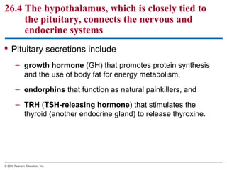 26.4 The hypothalamus, which is closely tied to
the pituitary, connects the nervous and
endocrine systems
 Pituitary secretions include
– growth hormone (GH) that promotes protein synthesis
and the use of body fat for energy metabolism,
– endorphins that function as natural painkillers, and
– TRH (TSH-releasing hormone) that stimulates the
thyroid (another endocrine gland) to release thyroxine.
© 2012 Pearson Education, Inc.
 