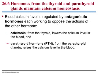 26.6 Hormones from the thyroid and parathyroid
glands maintain calcium homeostasis
 Blood calcium level is regulated by antagonistic
hormones each working to oppose the actions of
the other hormone:
– calcitonin, from the thyroid, lowers the calcium level in
the blood, and
– parathyroid hormone (PTH), from the parathyroid
glands, raises the calcium level in the blood.
© 2012 Pearson Education, Inc.
 