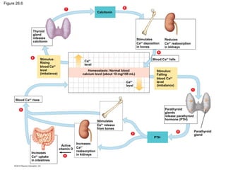 Figure 26.6
Thyroid
gland
releases
calcitonin
Stimulus:
Rising
blood Ca2+
level
(imbalance)
Ca2+
level
Calcitonin
Homeostasis: Normal blood
calcium level (about 10 mg/100 mL)
Ca2+
level
Stimulates
Ca2+
deposition
in bones
Reduces
Ca2+
reabsorption
in kidneys
Blood Ca2+
falls
Stimulus:
Falling
blood Ca2+
level
(imbalance)
Parathyroid
glands
release parathyroid
hormone (PTH)
PTH
Parathyroid
gland
Stimulates
Ca2+
release
from bones
Increases
Ca2+
reabsorption
in kidneys
Blood Ca2+
rises
Increases
Ca2+
uptake
in intestines
5
Active
vitamin D
4
3
2
1
9
8
7
6
 