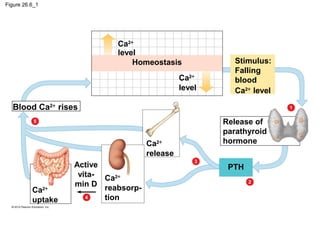 Figure 26.6_1
Ca2+
level
Homeostasis
Ca2+
level
Ca2+
release
Ca2+
reabsorp-
tion
Ca2+
uptake
Blood Ca2+
rises
Stimulus:
Falling
blood
Ca2+
level
Release of
parathyroid
hormone
PTHActive
vita-
min D
5
4
3
1
2
 