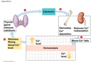 Figure 26.6_2
Thyroid
gland
releases
calcitonin
Stimulus:
Rising
blood Ca2+
level
Calcitonin
Stimulates
Ca2+
deposition
Reduces Ca2+
reabsorption
Blood Ca2+
fallsCa2+
level
Ca2+
level
Homeostasis
6
7
8
9
 