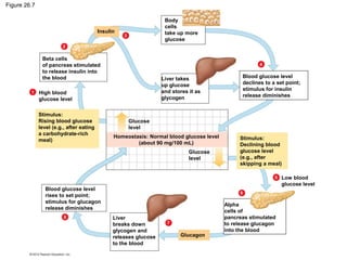 Figure 26.7
Beta cells
of pancreas stimulated
to release insulin into
the blood
5
6
5
7
8
1
2
3
4
High blood
glucose level
Glucose
level
Insulin
Body
cells
take up more
glucose
Liver takes
up glucose
and stores it as
glycogen
Stimulus:
Rising blood glucose
level (e.g., after eating
a carbohydrate-rich
meal)
Blood glucose level
rises to set point;
stimulus for glucagon
release diminishes
Glucagon
Liver
breaks down
glycogen and
releases glucose
to the blood
Alpha
cells of
pancreas stimulated
to release glucagon
into the blood
Glucose
level
Homeostasis: Normal blood glucose level
(about 90 mg/100 mL)
Low blood
glucose level
Stimulus:
Declining blood
glucose level
(e.g., after
skipping a meal)
Blood glucose level
declines to a set point;
stimulus for insulin
release diminishes
 