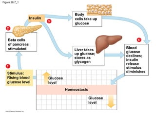 Figure 26.7_1
Beta cells
of pancreas
stimulated
2
Glucose
level
Insulin
Body
cells take up
glucose
Liver takes
up glucose;
stores as
glycogen
Stimulus:
Rising blood
glucose level
Glucose
level
Homeostasis
Blood
glucose
declines;
insulin
release
stimulus
diminishes
3
1
4
 