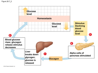Figure 26.7_2
Glucose
level
Glucose
level
Homeostasis
Blood glucose
rises; glucagon
release stimulus
decreases
Glucagon
Liver
breaks down
glycogen;
glucose is
released
Alpha cells of
pancreas stimulated
Stimulus:
Declining
blood
glucose
level 5
6
7
8
 