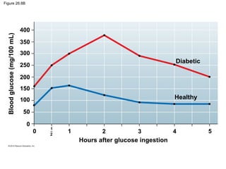 Figure 26.8B
Diabetic
Healthy
Hours after glucose ingestion
Bloodglucose(mg/100mL)
400
350
300
250
200
150
100
50
0
0 1 2 3 4 5
1
2
 