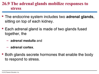 26.9 The adrenal glands mobilize responses to
stress
 The endocrine system includes two adrenal glands,
sitting on top of each kidney.
 Each adrenal gland is made of two glands fused
together, the
– adrenal medulla and
– adrenal cortex.
 Both glands secrete hormones that enable the body
to respond to stress.
© 2012 Pearson Education, Inc.
 