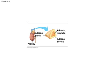 Figure 26.9_1
Adrenal
gland
Adrenal
medulla
Adrenal
cortex
Kidney
 