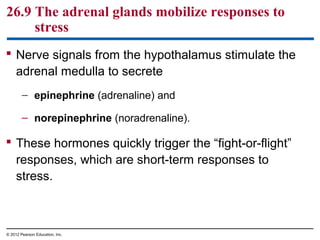 26.9 The adrenal glands mobilize responses to
stress
 Nerve signals from the hypothalamus stimulate the
adrenal medulla to secrete
– epinephrine (adrenaline) and
– norepinephrine (noradrenaline).
 These hormones quickly trigger the “fight-or-flight”
responses, which are short-term responses to
stress.
© 2012 Pearson Education, Inc.
 
