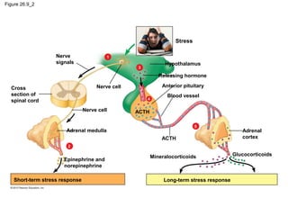Figure 26.9_2
Nerve
signals
Cross
section of
spinal cord
Nerve cell
Nerve cell
Adrenal medulla
ACTH
Adrenal
cortex
Stress
Hypothalamus
Releasing hormone
Anterior pituitary
Blood vessel
GlucocorticoidsMineralocorticoids
Epinephrine and
norepinephrine
Long-term stress responseShort-term stress response
1
3
5
4
2
ACTH
 