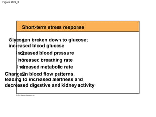 Figure 26.9_3
Glycogen broken down to glucose;
increased blood glucose
1.
2.
4.
5.
Increased blood pressure
Increased breathing rate
Increased metabolic rate
Change in blood flow patterns,
leading to increased alertness and
decreased digestive and kidney activity
3.
Short-term stress response
 