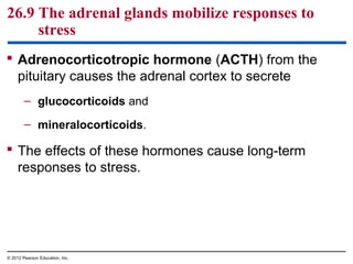 26.9 The adrenal glands mobilize responses to
stress
 Adrenocorticotropic hormone (ACTH) from the
pituitary causes the adrenal cortex to secrete
– glucocorticoids and
– mineralocorticoids.
 The effects of these hormones cause long-term
responses to stress.
© 2012 Pearson Education, Inc.
 