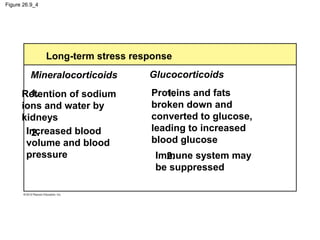 Figure 26.9_4
Long-term stress response
Glucocorticoids
Retention of sodium
ions and water by
kidneys
1.
2.
1.
2.
Increased blood
volume and blood
pressure
Proteins and fats
broken down and
converted to glucose,
leading to increased
blood glucose
Immune system may
be suppressed
Mineralocorticoids
 