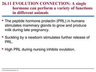 26.11 EVOLUTION CONNECTION: A single
hormone can perform a variety of functions
in different animals
 The peptide hormone prolactin (PRL) in humans
stimulates mammary glands to grow and produce
milk during late pregnancy.
 Suckling by a newborn stimulates further release of
PRL.
 High PRL during nursing inhibits ovulation.
© 2012 Pearson Education, Inc.
 